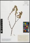 Foto von Salix alba L. x Salix fragilis L.